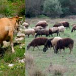 Έκτακτη ενίσχυση σε κτηνοτρόφους