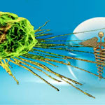 Το κλειδί για την ήττα του καρκίνου στα φύκια- Ένωση που σκοτώνει τον καρκίνο εγκεφάλου και μαστού