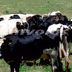 Νέος νόμος για την χρήση των αντιβιοτικών φαρμάκων στην γεωργία και την κτηνοτροφία