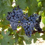 Ξεκινά την ερχόμενη εβδομάδα το 3o Φεστιβάλ Τρύγου Νάουσας