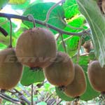 Μέχρι το Πάσχα η πληρωμή των αγροτών που διέθεσαν προϊόντα επισιτιστικής βοήθειας