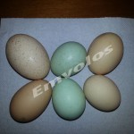 Κότα στο Νησί Ημαθίας γεννάει πράσινα αυγά!