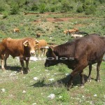 Σύσκεψη για τα προβλήματα της ελληνικής αγελαδοτροφίας – γαλακτοπαραγωγής