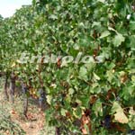 «Υποβολή Αιτήσεων-Υπεύθυνων δηλώσεων για ένταξη στο Πρόγραμμα Αναδιάρθρωσης και Μετατροπής Αμπελώνων περιόδου 2016-2017»