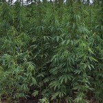 Υπουργική Απόφαση για την καλλιέργεια κλωστικής κάνναβης στην Ελλάδα