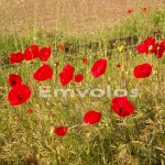 Για τις 3 Μαίου μεταφέρεται η αργία της Πρωτομαγιάς