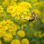 Έγκριση πίστωσης για το έτος 2016 για τη βελτίωση των προϊόντων της Μελισσοκομίας