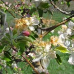 Εκδόθηκε από τον ΕΛΓΑ ο Πίνακας ζημιών από τον ΠΑΓΕΤΟ της 4ης Απρ. 2015 για την περιοχή Καμποχωρίου