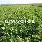 Προς τευτλοπαραγωγούς: Ρήτρα Αναθεώρησης δικαιούχων – Δυνατότητα αποχώρησης απο την δράση