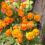 Ανοιξιάτικα χρώματα και ευωδίες, στη 2η Ανθοέκθεση της Κορυφής! (βίντεο-φωτό)