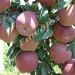 Απόσυρση από την αγορά οπωροκηπευτικών για δωρεάν διανομή σύμφωνα με τον Κανονισμό (ΕΕ) 2015/1369 της Επιτροπής