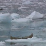 Νέο ιστορικό χαμηλό για τους πάγους της Αρκτικής – Μειώνονται δραματικά