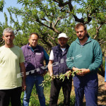 Έντονο το πρόβλημα των ροδακινοπαραγωγών Ημαθίας! (βίντεο από Καβάσιλα-Μελίκη)
