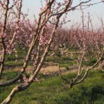 Επιστολή του αντιπεριφερειάρχη Ημαθίας Κώστα Καλαϊτζίδη στον πρόεδρο του ΕΛΓΑ για τις ζημίες του παγετού του Μαρτίου