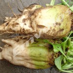 Τευτλοπαραγωγοί: Αρχίζει άμεσα η σταδιακή αποπληρωμή τους