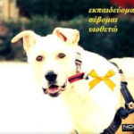 Φορέστε κίτρινη κορδέλα στον σκύλο σας, αν δεν θέλετε να το χαϊδεύουν! Καμπάνια ευαισθητοποίησης για την εκπαίδευση των σκύλων