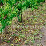 Δήλωση ζημίας από το χαλάζι της 3ης Μαΐου στους ανταποκριτές ΕΛΓΑ της Δ.Κ. Αλεξάνδρειας και της Τ.Κ. Βρυσακίου