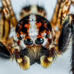 Επιστήμη: Και οι αράχνες κάνουν στοματικό σεξ!