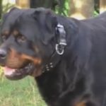 Κοζάνη: Ποινική δίωξη για ανθρωποκτονία εξ αμελείας στον 72χρονο ιδιοκτήτη των ροτβάιλερ, που τραυμάτισαν χθες θανάσιμα ένα αγοράκι 5 ετών