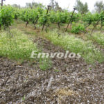 Θεσσαλονίκη: Μεγάλες οι ζημιές στις καλλιέργειες στη Βόρεια Ελλάδα εξαιτίας της χαλαζόπτωσης.