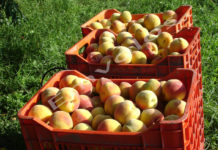 Συμφωνία Ε.Ε. – Mercosur: Νέες εξαγωγικές προοπτικές για τα ελληνικά αγροδιατροφικά προϊόντα