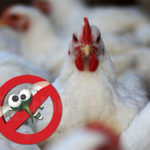 Τα κοτόπουλα είναι το καλύτερο απωθητικό για τα κουνούπια!