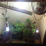 Συνελήφθησαν 2 αδέρφια στην Ημαθία που δραστηριοποιούνταν στην καλλιέργεια κάνναβης και στη διακίνηση ναρκωτικών ουσιών