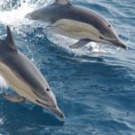 Αριθμός ρεκόρ νεκρών δελφινιών στις βουλγαρικές ακτές της Μαύρης Θάλασσας