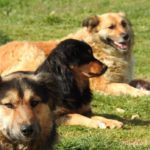 Χρηματοδότηση Δήμων και Συνδέσμων Δήμων για τη λειτουργία καταφυγίων αδέσποτων ζώων συντροφιάς