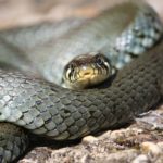 Πλατύ – Αλβανός εργάτης ήρθε αντιμέτωπος με πολύ μεγάλο φίδι σε αγρό στο Πλατύ