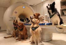 Η άνοδος του pet sitting στην Ελλάδα – Πόσο κοστίζει η φιλοξενία