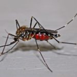 Τριετές το επόμενο πρόγραμμα καταπολέμησης κουνουπιών στην Κεντρική Μακεδονία