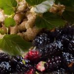 Μουριά, το δέντρο που χαρίζει υγεία και μετάξι! Συνταγή λικέρ μούρο! – Γράφει η Μαρία Αλιμπέρτη – Κατσάνη