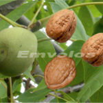 Οφέλη της υγείας μας από τα καρύδια – Ας γνωρίσουμε τα καρύδια