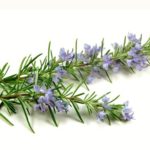 Δεντρολίβανο, το φυτό της Παναγίας, Rose of Mary