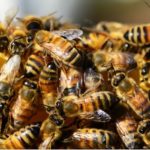 Ένα υπαίθριο μουσείο της φύσης, αποτελεί το μοναδικό “Πάρκο Μέλισσας” στην Ελλάδα