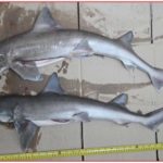 ΕΙΔΙΚΟ ΘΕΜΑ: “Θησαυρίζουν” πουλώντας σαπουνά αντί γαλέου. Έρευνα σε ιχθυοπωλεία και λαϊκές