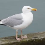 Τα θαλασσοπούλια τρώνε τα πλαστικά επειδή τους μυρίζουν σαν τροφή