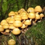 Μανιτάρια: Ο αναξιοποίητος πλούτος της Ελλάδας