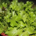 Κίνδυνος για σαλμονέλα από συσκευασμένες σαλάτες και το σπανάκι, που πουλιούνται έτοιμα κομμένα