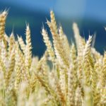 Συνδεδεμένη ενίσχυση στο σκληρό σιτάρι και τα κτηνοτροφικά ψυχανθή