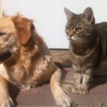 Ισπανία: Η πρόεδρος μιας φιλοζωικής οργάνωσης δικάζεται με την κατηγορία ότι εξόντωσε 2.000 σκύλους και γάτες