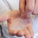 Παράλυτες μαϊμούδες περπάτησαν ξανά χάρη σε ασύρματα εμφυτεύματα στον εγκέφαλο και στη σπονδυλική στήλη