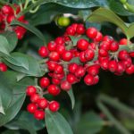 Με αρκουδοπούρναρο στολίζουμε τα Χριστούγεννα και όχι με γκι που είναι παράσιτο!