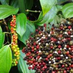 Φρεσκοτριμμένο πιπέρι, μυρωδάτο και καυτερό κάνει καλό στην υγεία – Γράφει η Μαρία Αλιμπέρτη – Κατσάνη