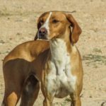 Εγκρίθηκε η διάθεση 600.000 ευρώ σε φορείς της Τοπικής Αυτοδιοίκησης για την ενίσχυση των καταφυγίων αδέσποτων ζώων