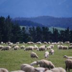 Με το “κιάλι” θα ψάχνουν φέτος το Πάσχα ελληνικό αμνοερίφιο οι καταναλωτές, προειδοποιούν οι κτηνοτρόφοι