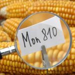 Την περασμένη Παρασκευή, εκπρόσωποι 28 κρατών μελών της ΕΕ αρνήθηκαν να επιτρέψουν τη καλλιέργεια, τριών γενετικά τροποποιημένων σπόρων.