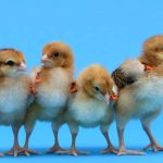 Δημιουργήθηκαν οι πρώτες ευρωπαϊκές κότες που δεν γεννάνε τα δικά τους κοτοπουλάκια, αλλά προορίζονται μόνο για παρένθετες μητέρες!