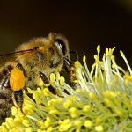 Ευρεία σύσκεψη για την μελισσοκομία με πλούσιο διάλογο και συμμετοχή όλων των φορέων